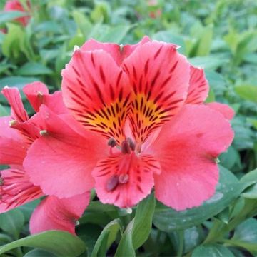 Alstroemeria Duchesse Elisabeth - Incalelie