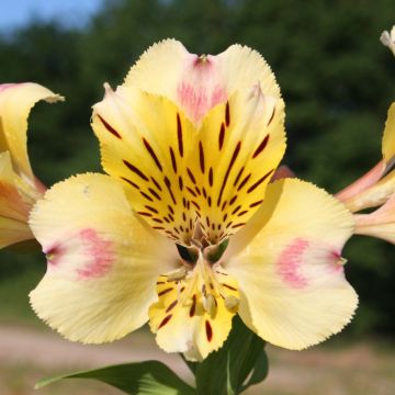 Alstroemeria Majestic Briançon - Incalelie