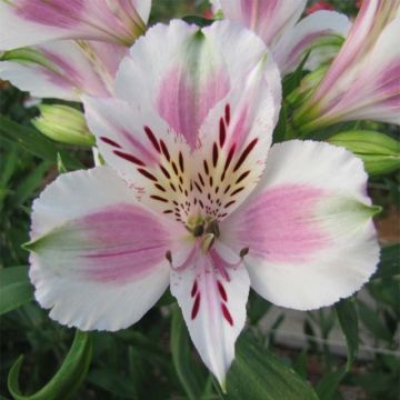 Alstroemeria Majestic Fougeré - Incalelie