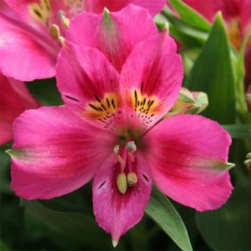 Alstroemeria Pitchounes Lola - Incalelie