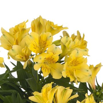 Alstroemeria Inticancha Sun Havana - Incalelie