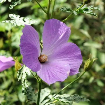 Alyogyne huegelii Santa Cruz - Australische hibiscus