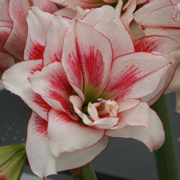 Amaryllis dubbel Elvas