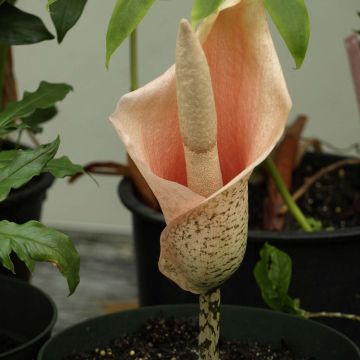 Amorphophallus bulbifer - Voodoolelie
