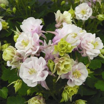 Akelei dubbel roze wit Winky Double Rose White - Aquilegia hybrida