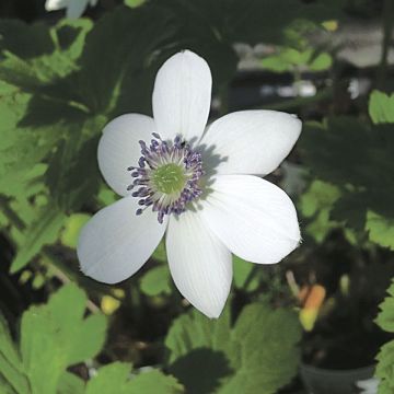 Anemone rivularis - Oeveranemoon