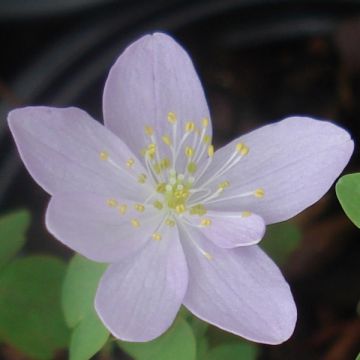 Anemonella thalictroides - Ruitanemoon