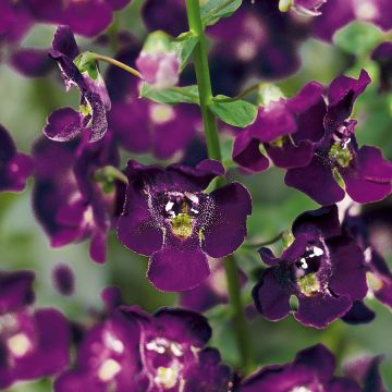 Angelonia Archangel Dark Purple - Zomerleeuwenbek