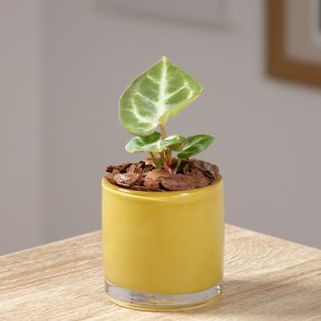 Anthurium Crystal Hope - Aderplant