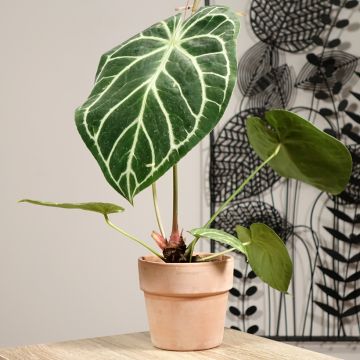 Anthurium magnificum - Flamingoplant
