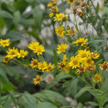 Valkruid  - Arnica montana  (zaad)