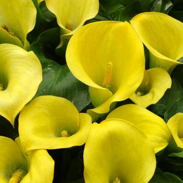 Zantedeschia x elliottiana Solfatare - Gele calla