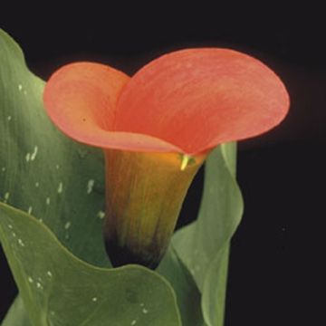 Zantedeschia Mango - Gele calla