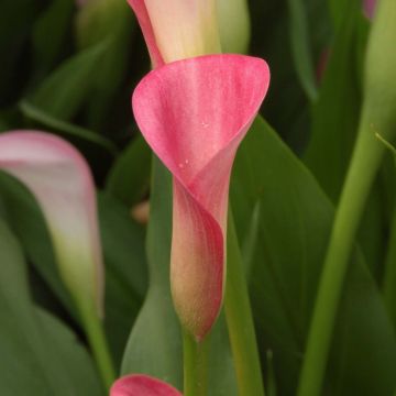 Zantedeschia rehmannii Rehmanii - Gele calla