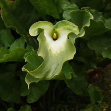 Zantedeschia aethiopica Green Goddess - Witte aronskelk