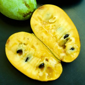 Pawpaw Prolific - Asimina triloba