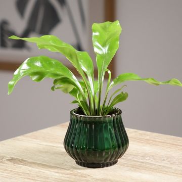 Asplenium nidus - Vogelnestvaren