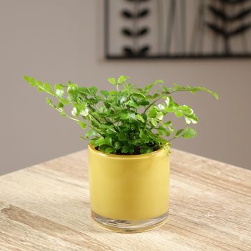 Asplenium Parvati - Varen