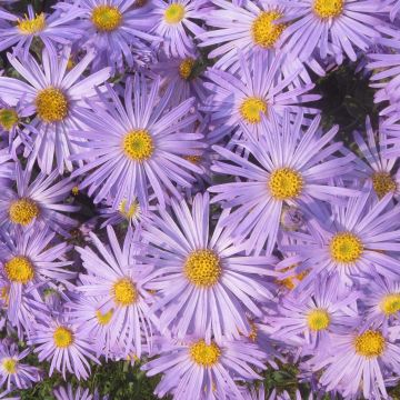 Aster amellus King George - Bergaster