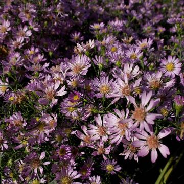 Aster ericoides Blue Wonder - Septemberkruid