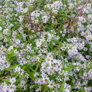 Aster versicolor Altweibersommer - Septemberkruid