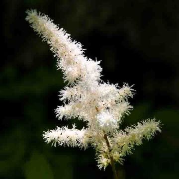 Astilbe arendsii Diamant - Pluimspirea
