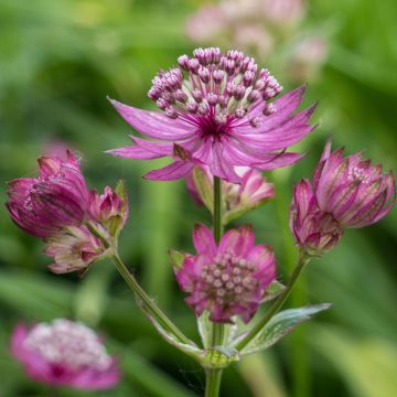 Astrantia major Ruby Cloud - Zeeuws knoopje