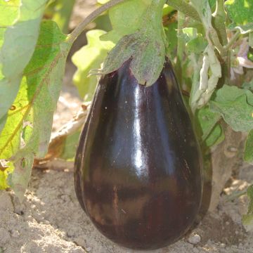 Aubergine Black Beauty BIO - Ferme de Sainte Marthe