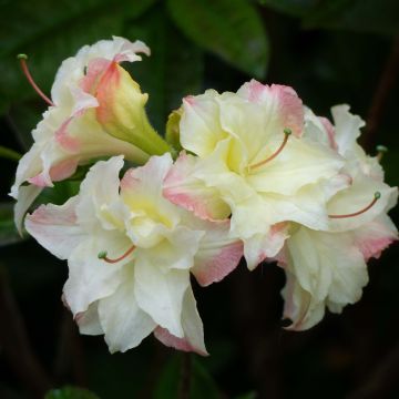 Rhododendron Cannon's Double - Azalea mollis