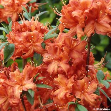 Rhododendron knaphill Fire Ball - Knaphill-azalea
