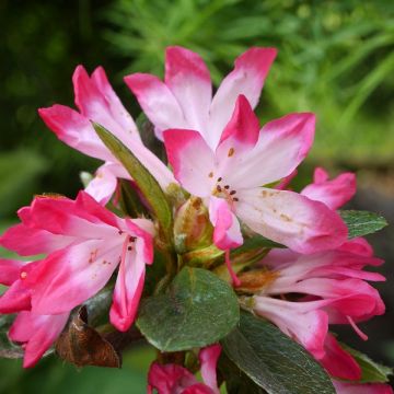 Rhododendron japonica Izumi no mai - Japanse azalea