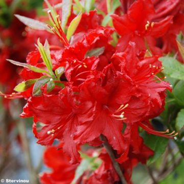 Rhododendron exbury Wallowa Rood - Bladverliezende Azalea