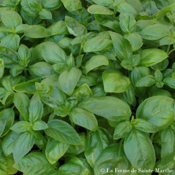Basilicum Aton BIO - Ferme de Sainte Marthe