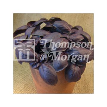 Basilicum Crimson King