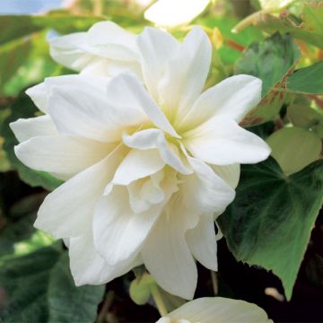 Begonia Belleconia Snow - Hangbegonia