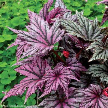 Begonia Garden Angel Blush - Bladbegonia