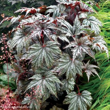 Begonia Garden Angel Silver - Bladbegonia