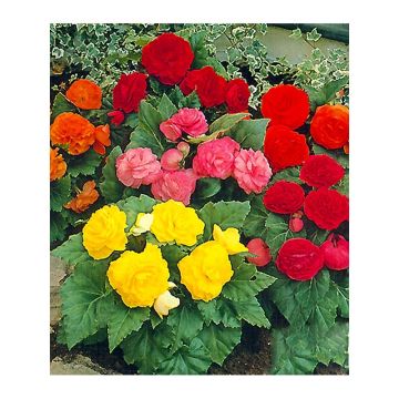 Begonia Non Stop Mix - Kleinbloemige knolbegonia