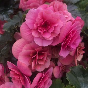 Begonia Sunbrero Roze - Knolbegonia