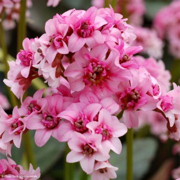 Bergenia cordifolia Dragonfly Sakura - Schoenlappersplant