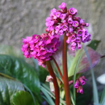 Bergenia purpurascens - Schoenlappersplant