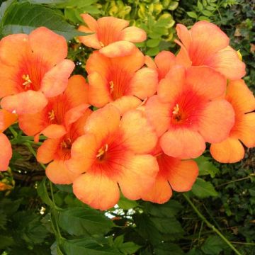 Campsis radicans Indian Summer - Trompetklimmer