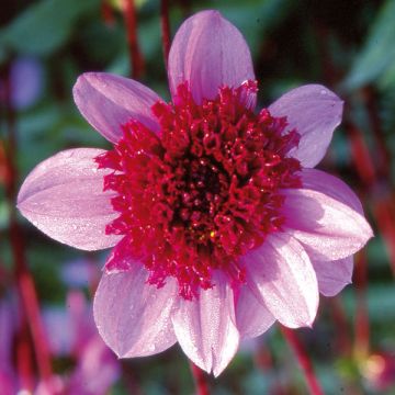 Dahlia Blue Bayou - Anemoondahlia