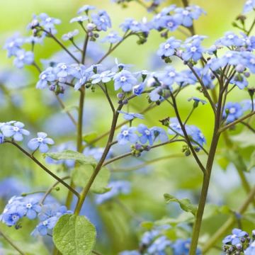 Brunnera macrophylla - Kaukasisch vergeet-mij-nietje