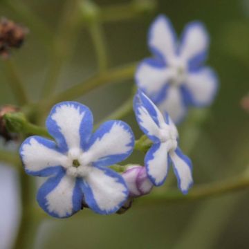 Brunnera macrophylla Starry Eyes - Kaukasisch vergeet-mij-nietje