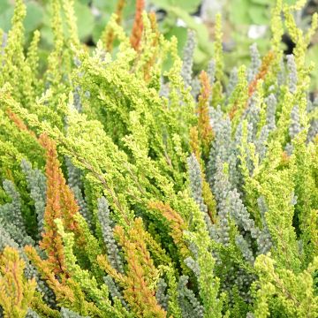 Calluna Garden Girls Sunset Fire - Zomerheide