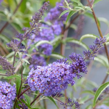Vlinderstruik Nanho Blauw - Buddleja davidii