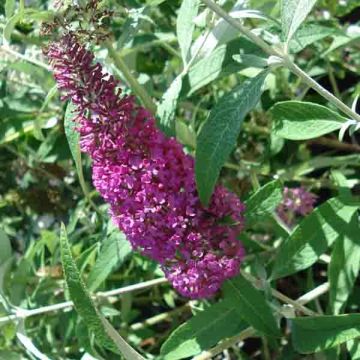 Vlinderstruik Summer Beauty - Buddleja davidii