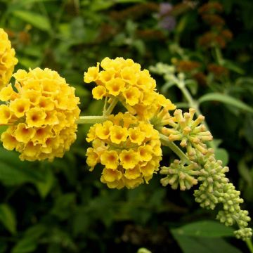 Herfstsering Sungold - Buddleja
