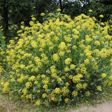 Bupleurum fruticosum - Sikkelgoudscherm